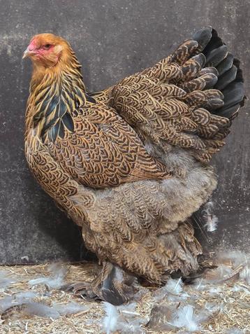 Brahma meerzomig patrijs hennen  beschikbaar voor biedingen