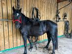 Merens, Dieren en Toebehoren, Paarden, Merrie, Gechipt, 0 tot 2 jaar, Zadelmak