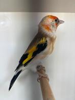 Distelvink 2025, Dieren en Toebehoren, Vogels | Overige Vogels, Geringd