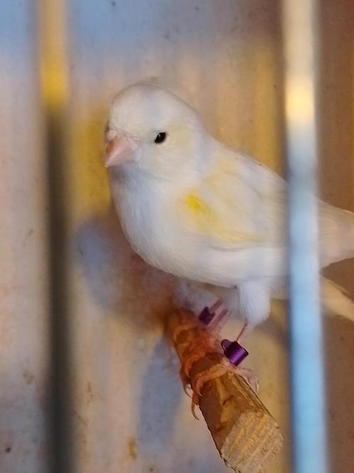 Verschillende kleuren ZEER GOED FLUITENDE KANARIES geringd, Dieren en Toebehoren, Vogels | Kanaries, Zangkanarie, Meerdere dieren