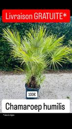 Promotie van palm- en olijfbomen. GRATIS BEZORGING, Tuin en Terras, Planten | Tuinplanten, Ophalen of Verzenden, Winter