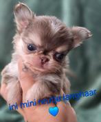 Prachtige lang en kortharige choco pups, België, Fokker | Hobbymatig, CDV (hondenziekte), 8 tot 15 weken