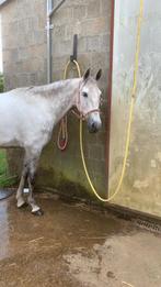 tijdelijk of langer termijn plekje voor mijn terapie paard, Animaux & Accessoires, Box & Pâturages, Mise à l'étable, 1 cheval ou poney