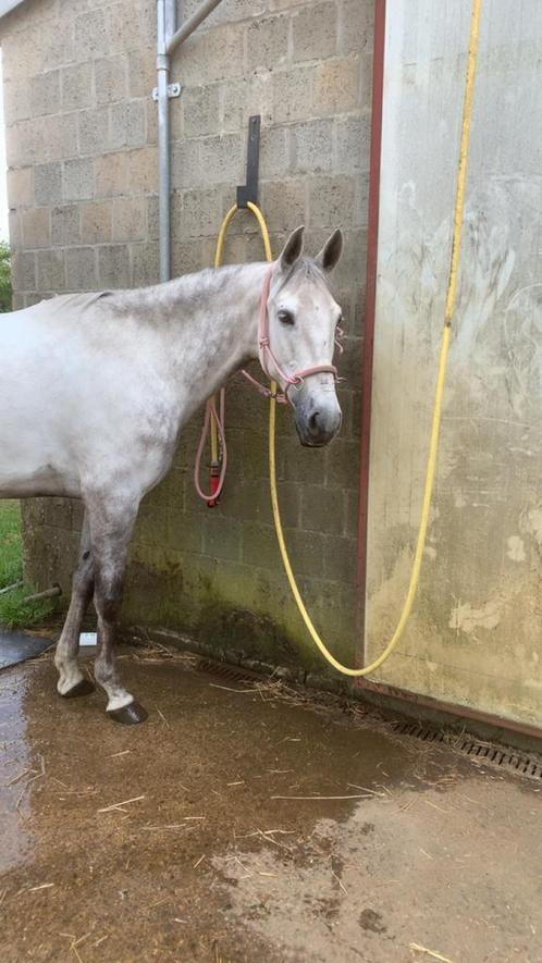 tijdelijk of langer termijn plekje voor mijn terapie paard, Dieren en Toebehoren, Stalling en Weidegang, Stalling, Weidegang, 1 paard of pony