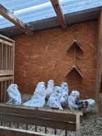 Duiven - Kapucijnen, Meerdere dieren, Overige soorten