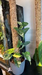 Syngonium albo and aurea, Huis en Inrichting, Kamerplanten, Ophalen of Verzenden