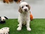 Nestje Koningspoedel pups, Poedel, België, CDV (hondenziekte), 8 tot 15 weken