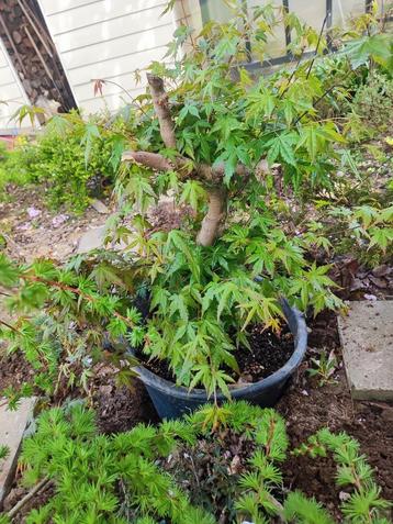 startplant bonsai acer beschikbaar voor biedingen