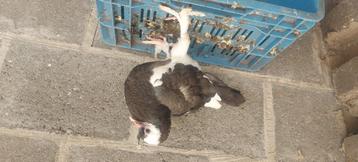 Duif  €15, Sexe inconnu, Boulant