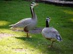 gevraagd streepkopgans, Dieren en Toebehoren, Pluimvee, Meerdere dieren, Gans of Zwaan