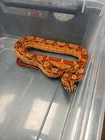 Nakweek boa ci diversen morphs te koop, Dieren en Toebehoren, Reptielen en Amfibieën