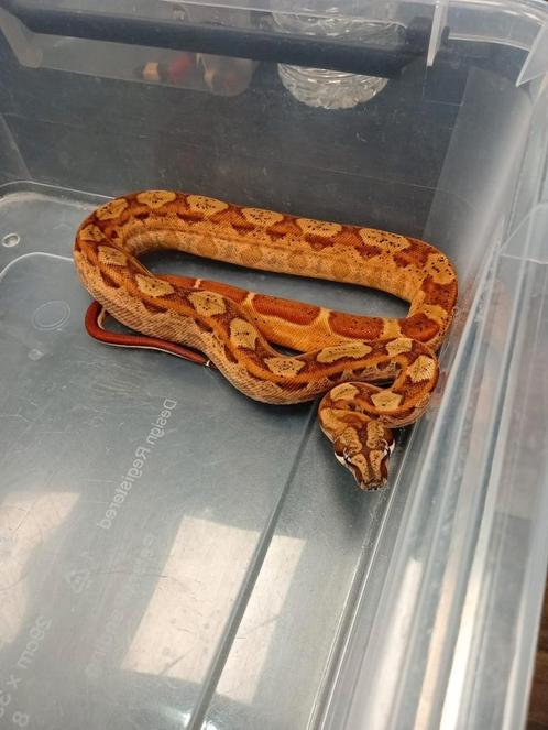 Nakweek boa ci diversen morphs te koop, Dieren en Toebehoren, Reptielen en Amfibieën