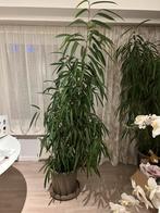 Grote ficus, Enlèvement, Ficus