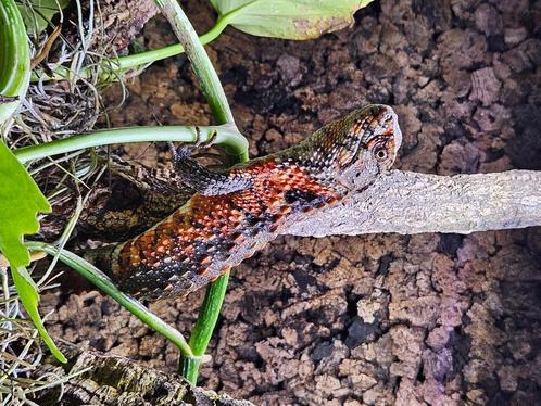 1.2 Shinisaurus Crocodilurus, Dieren en Toebehoren, Reptielen en Amfibieën, Overige soorten, 3 tot 6 jaar