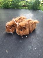 Duo cavia’s (peruvian en borstel), Dieren en Toebehoren, Knaagdieren, Mannelijk, Cavia, Tam