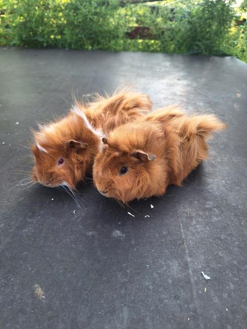 Duo cavia’s (peruvian en borstel), Dieren en Toebehoren, Knaagdieren, Mannelijk, Cavia, Tam