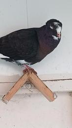 Sierduif Kruising, Dieren en Toebehoren, Vogels | Duiven