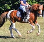 Schitterende grote B pony, Dieren en Toebehoren, Pony's, B, Ruin, Dressuurpony, Gechipt