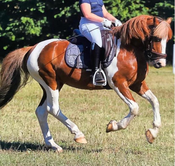 Schitterende grote B pony, Dieren en Toebehoren, Pony's, Ruin, B, B pony (1.17m tot 1.27m), Dressuurpony, 11 jaar of ouder, Gechipt