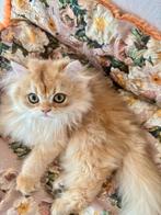 Kitten British Golden langhaar Katertje met stamboom, Kater, Gechipt, 0 tot 2 jaar