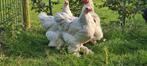 Brahma isabel hen + zwarte haan, Dieren en Toebehoren