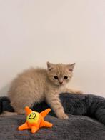 Britse korthaar kittens, Dieren en Toebehoren, Katten en Kittens | Raskatten | Langhaar, Meerdere dieren, Gechipt, 0 tot 2 jaar