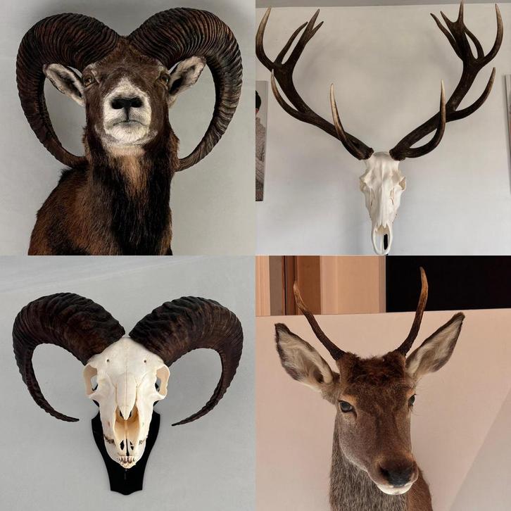 Gewei / Jacht trofeeën te koop, Verzamelen, Dierenverzamelingen, Zo goed als nieuw, Gewei of Kop, Hert, Ophalen