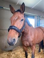 Verzorgster/bijrijder gezocht, Dieren en Toebehoren