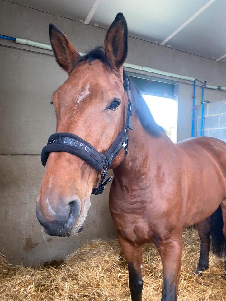 Verzorgster/bijrijder gezocht, Dieren en Toebehoren, Paarden