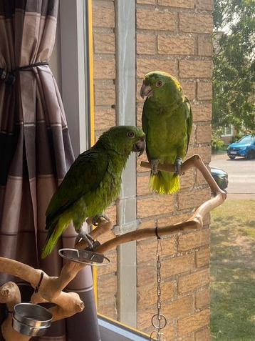 Zeldzame Geelnek amazone papegaaien beschikbaar voor biedingen