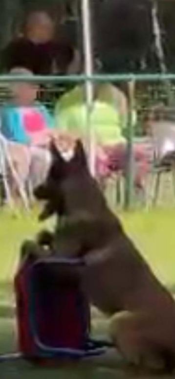 Mechelse herder reu afgerichte nvbk C 3 politiehond & bewaki beschikbaar voor biedingen
