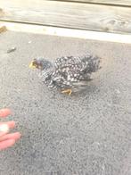 Cochin kuikens, Dieren en Toebehoren, Pluimvee, Geslacht onbekend