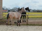 Gezelschapspaard ruin 11 jaar, Dieren en Toebehoren, Ruin