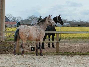 Gezelschapspaard ruin 11 jaar, Hongre