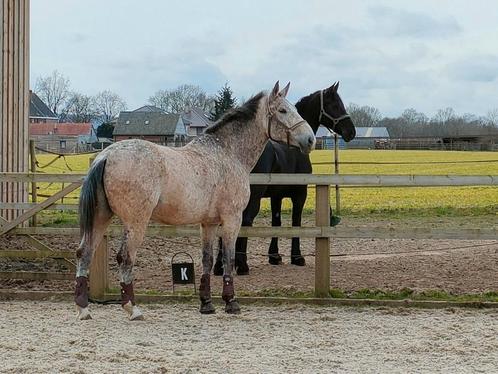 Gezelschapspaard ruin 11 jaar, Dieren en Toebehoren, Paarden, Ruin
