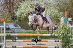 Geweldig springpaard te koop, Dieren en Toebehoren, Paarden, Springpaard, M, 11 jaar of ouder, Gechipt