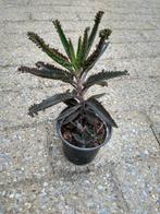 Mother of thousands, Huis en Inrichting, Kamerplanten, Vetplant, Ophalen of Verzenden, Minder dan 100 cm, Bloeiende kamerplant