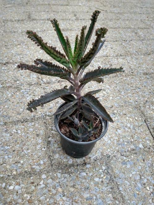 Mother of thousands, Huis en Inrichting, Kamerplanten, Vetplant, Minder dan 100 cm, Bloeiende kamerplant, Volle zon, Ophalen of Verzenden
