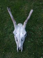 Edelhert schedel, Ophalen, Zo goed als nieuw, Schedel