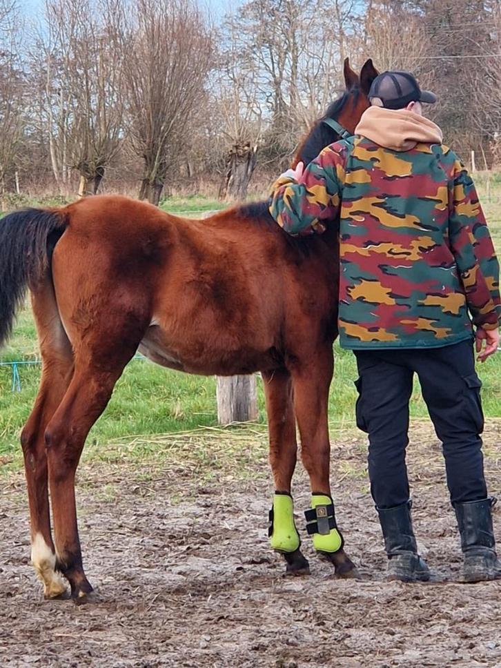 Arabier x rijpaard  event. te ruil, Animaux & Accessoires, Chevaux