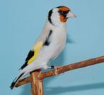 Je cherche un couple de chardonneret de mutation