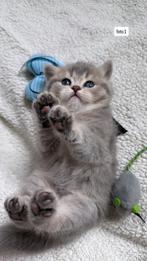 Britse Korthaar Kittens, Dieren en Toebehoren, Poes, Gechipt, 0 tot 2 jaar
