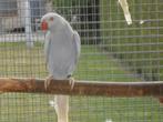 violet lacewing halsband 2025, Dieren en Toebehoren, Vogels | Parkieten en Papegaaien, Vrouwelijk, Parkiet, Geringd