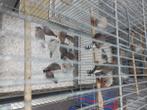 Exoten, Dieren en Toebehoren, Vogels | Kanaries, Meerdere dieren, Bastaard