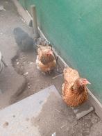 Kippen met haan, Dieren en Toebehoren, Pluimvee, Meerdere dieren, Kip