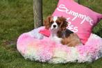 Cavalier King Charles spaniel pups, Dieren en Toebehoren, Honden | Retrievers, Spaniëls en Waterhonden, België, 8 tot 15 weken
