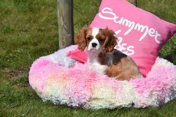 Chiots épagneuls Cavalier King Charles, Parvovirose, Plusieurs, Belgique, Plusieurs animaux