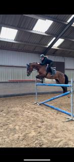 Talentvolle E pony all rounder, Dieren en Toebehoren, E pony (1.48m - 1.57m), Gechipt, Ruin, Springpony