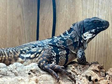 Ctenosaura quinquecarinata (leguaan) beschikbaar voor biedingen