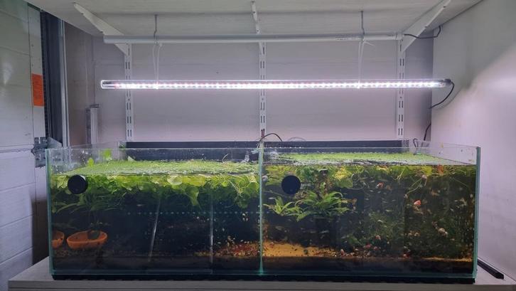 6 dezelfde dubbele kweek aquariums, kan met stelling., Animaux & Accessoires, Poissons | Aquariums & Accessoires, Comme neuf, Enlèvement